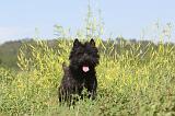 CAIRN TERRIER 015